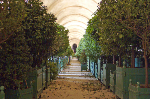 orangerie of versailles